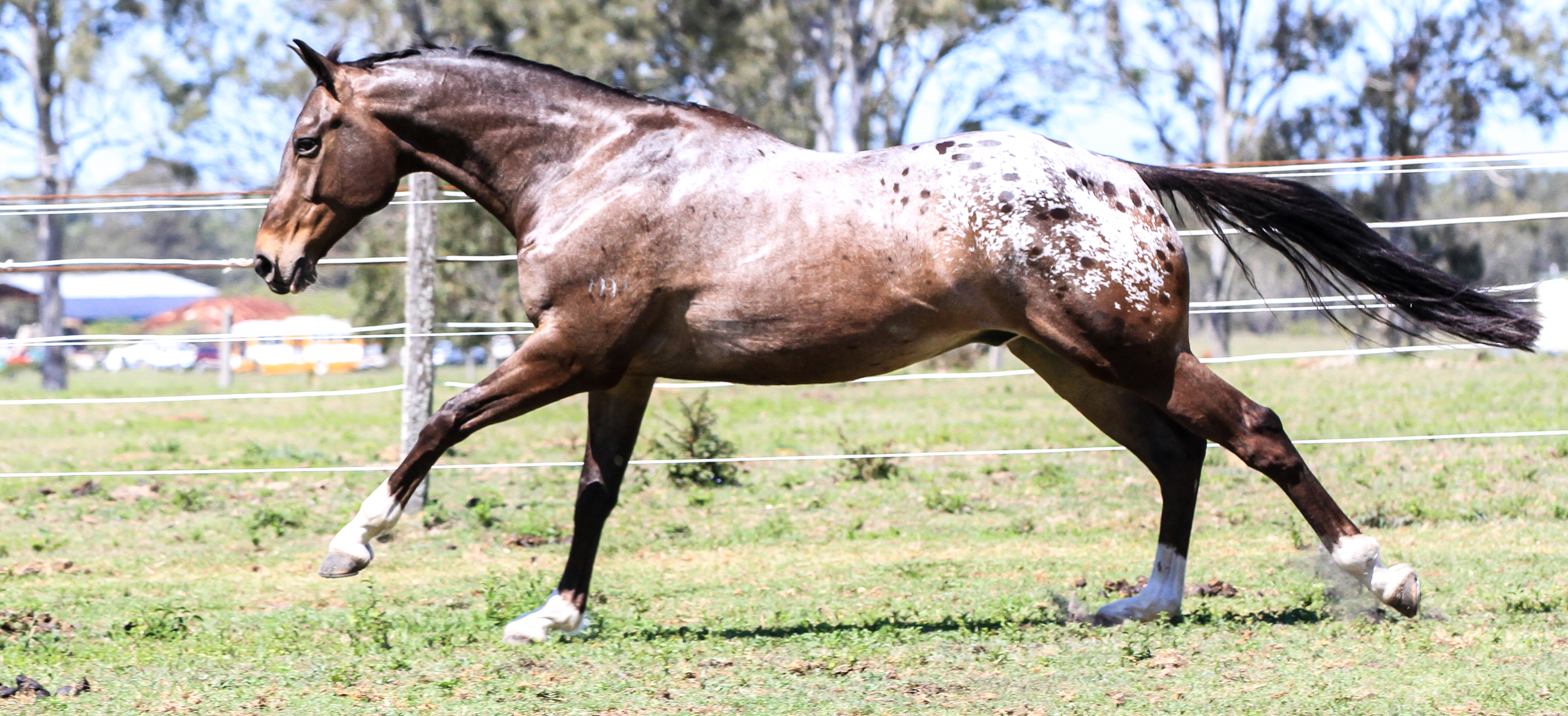 Appaloosa stock 3