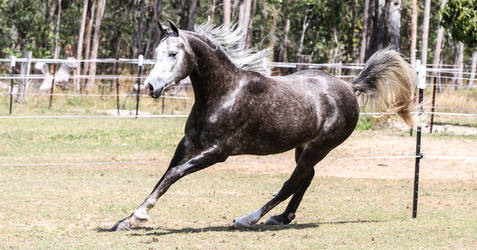 steel Grey Arabian stock