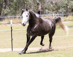 steel Grey Arabian stock 5