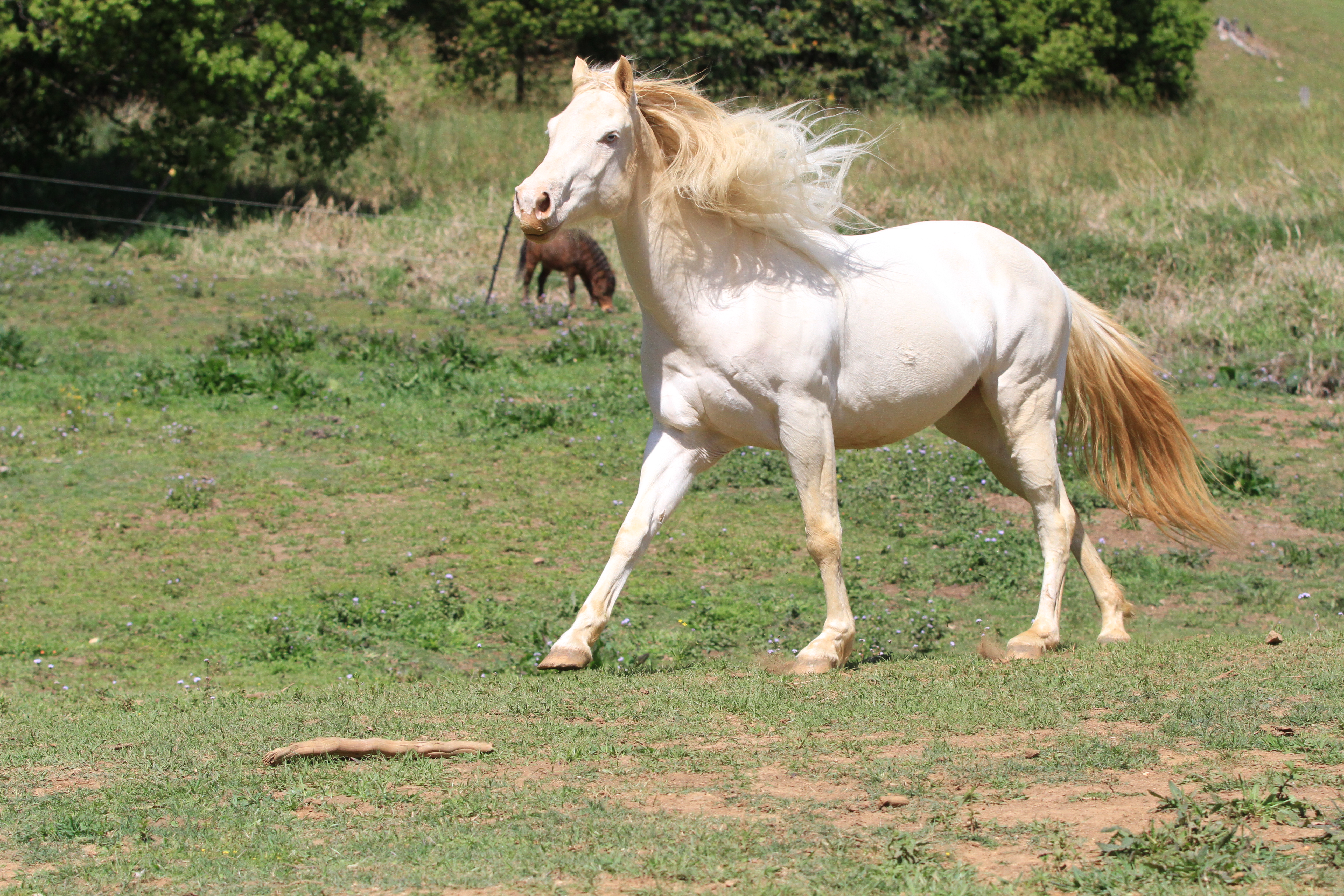 Cremello QH stock 12