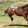 Mini Appaloosa stock 2