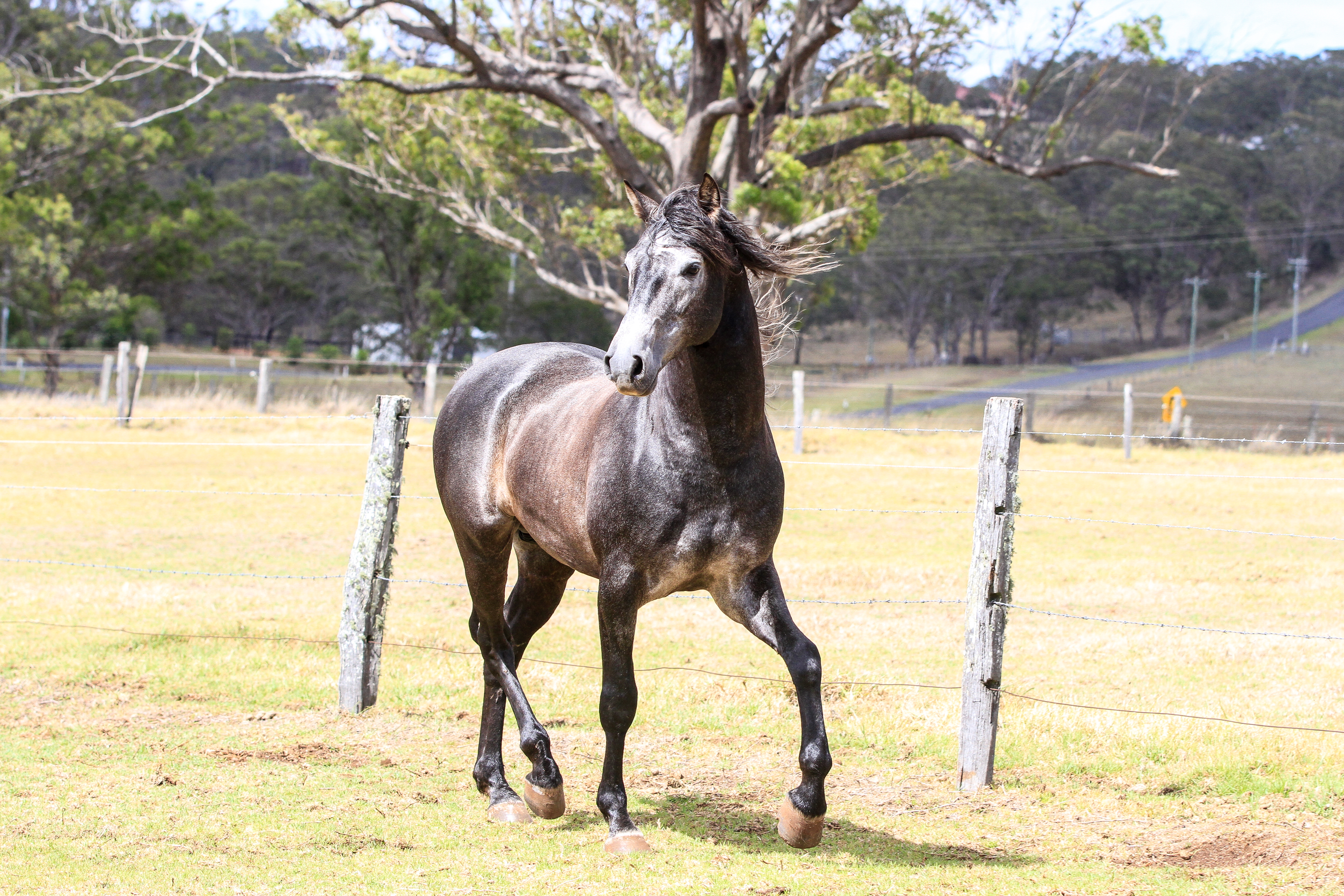 Grey Andalusian 11