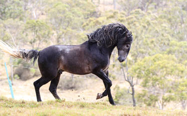 Grey andalusian Stand (LOVE THIS)