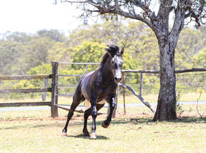 Grey andalusian 14