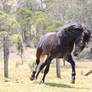 Grey andalusian run extended leg