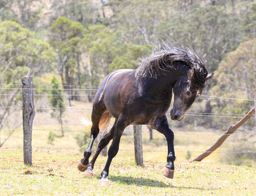 Grey andalusian run extended leg