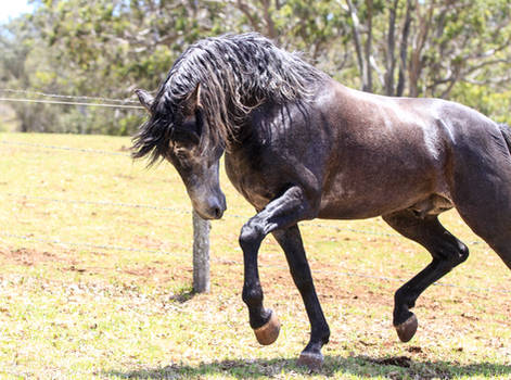 Grey Andalusian (half cut)