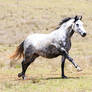 Grey Dappled andalusian