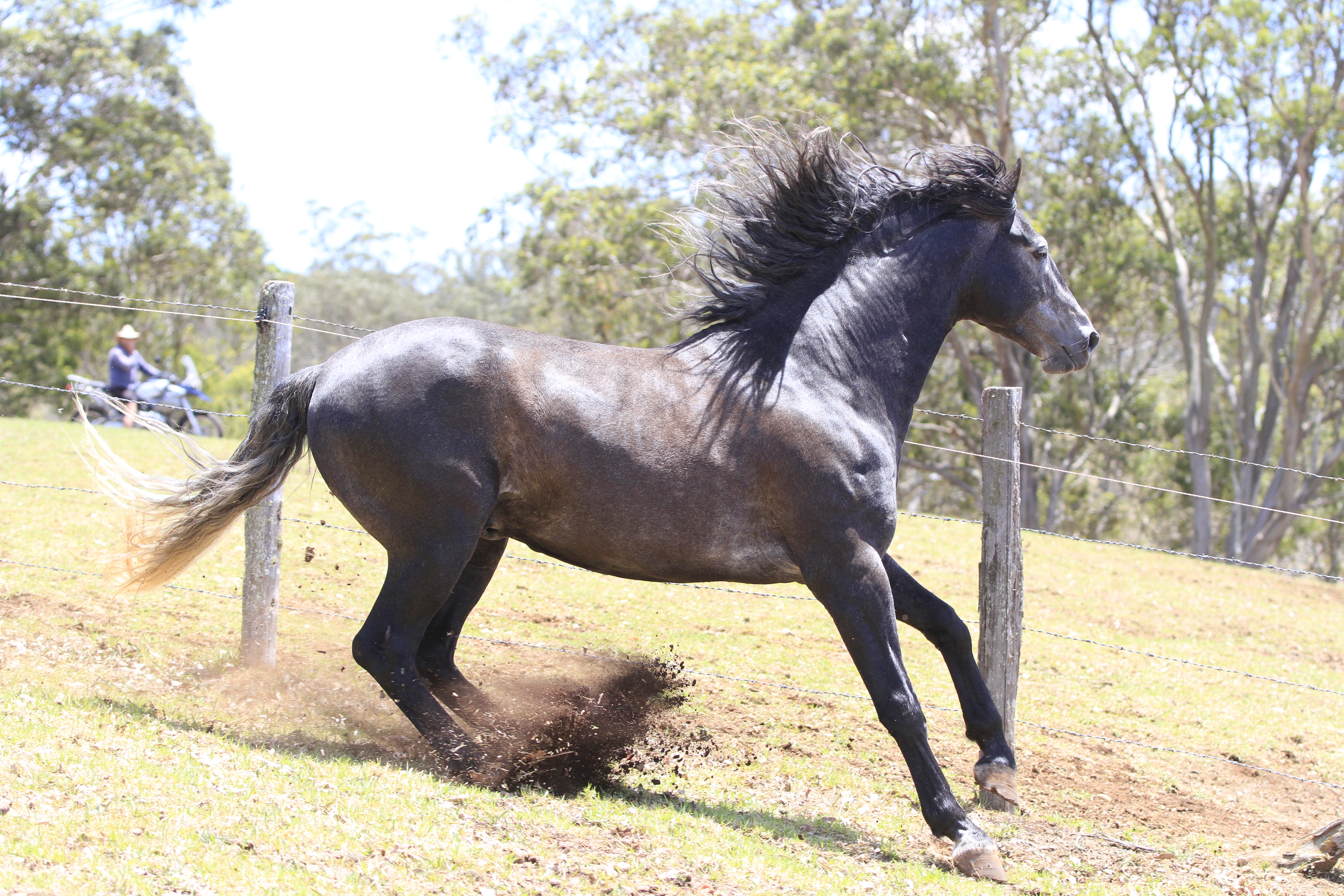 Grey Andalusian Slide stop