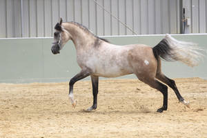 Arabian light grey stock 1