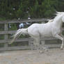 White stallion canter 1