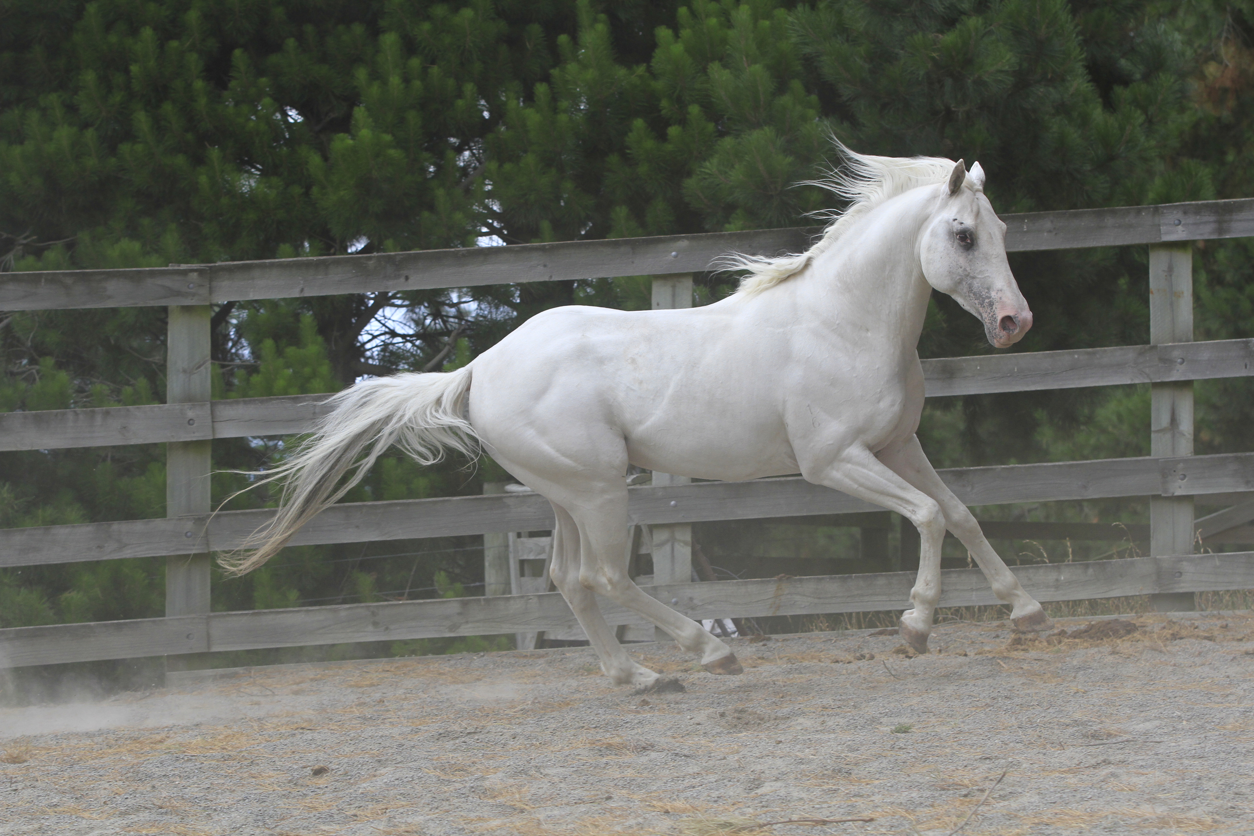 White stallion canter 1