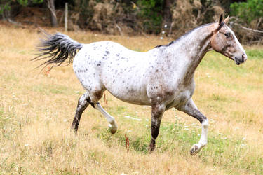 Appaloosa Stock 2