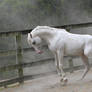White stallion mini rear 1