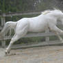 White stallion lunge/jump
