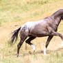 Appaloosa stallion stock