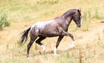 Appaloosa stallion stock