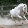 white stallion gallop