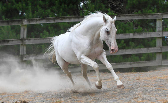 white stallion gallop