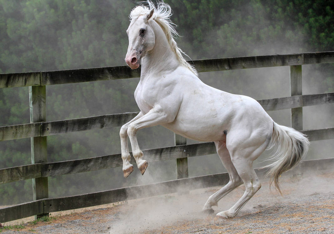 White stallion rear 2 by xxMysteryStockxx White stallion rear 2 by xxMysteryStockxx