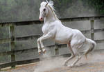 White stallion rear 2