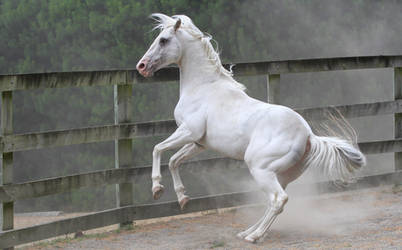 White stallion rear 1