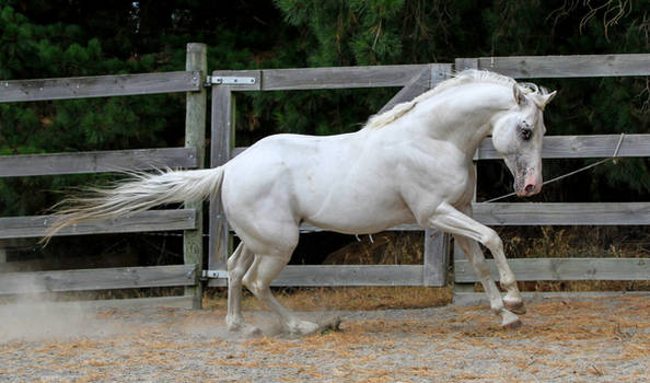 White stallion canter 2