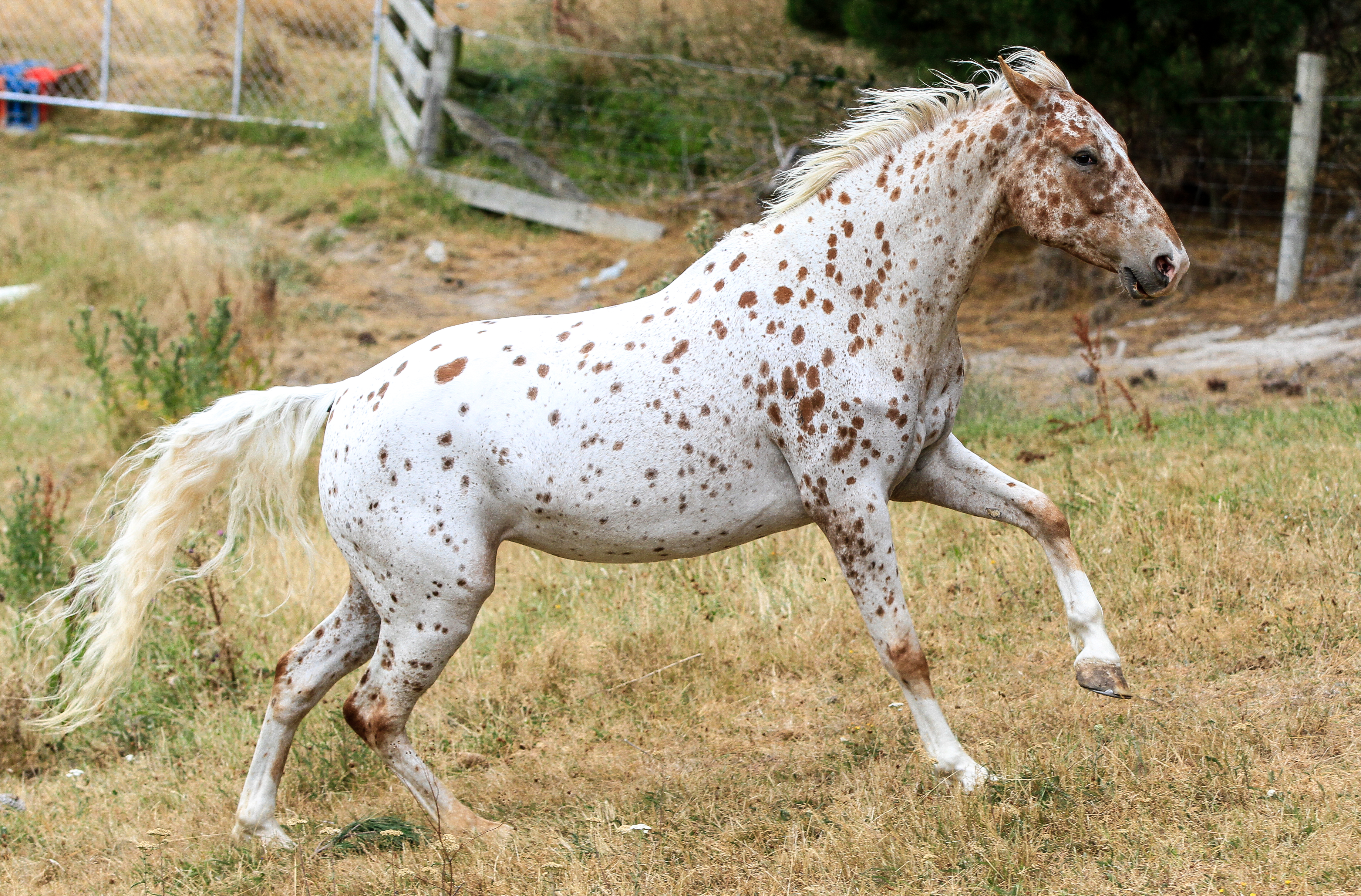 Appaloosa Stock 1