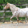 Appaloosa stock 3