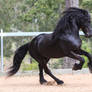 Friesian Stallion stock 5