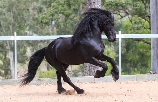 Friesian Stallion stock 5