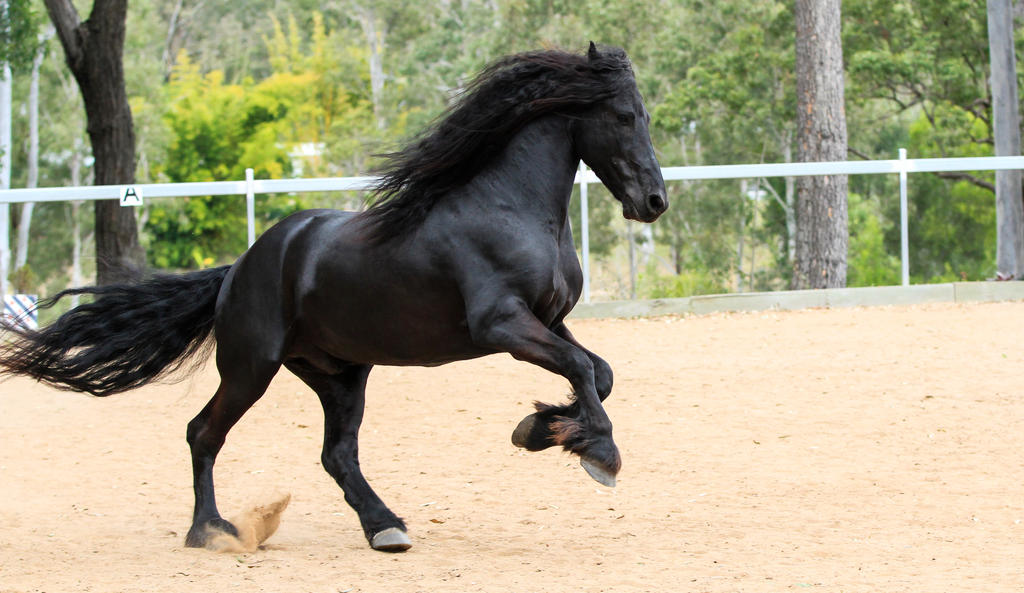 Friesian Stallion stock 4 by xxMysteryStockxx