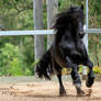 Friesian Stallion stock 15