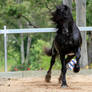 Friesian Stallion stock 14