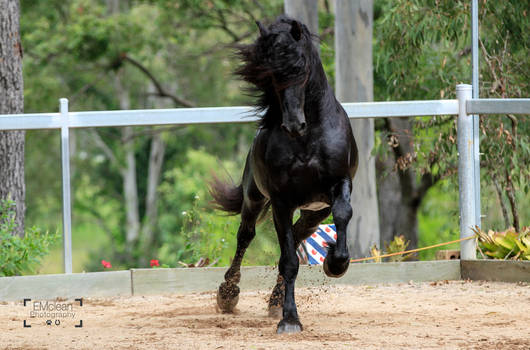 Friesian Stallion stock 14