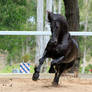 Friesian Stallion stock 13