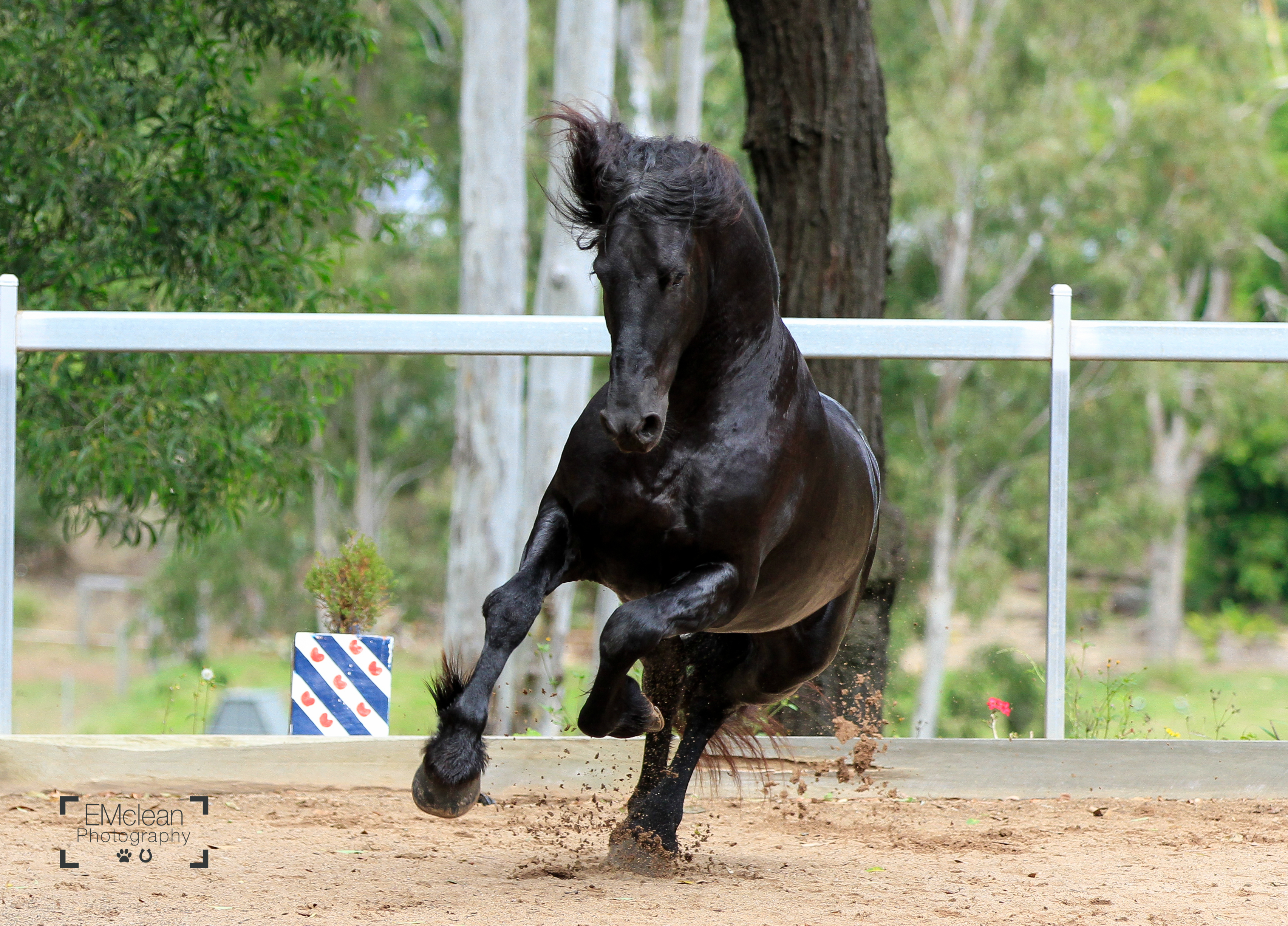 Friesian Stallion stock 13