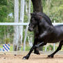 Friesian Stallion stock 12