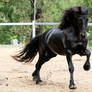 Friesian Stallion stock 10