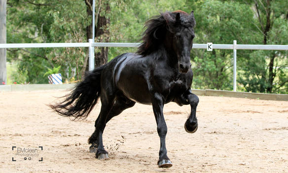 Friesian Stallion stock 10