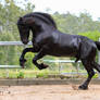 Friesian Stallion stock 8