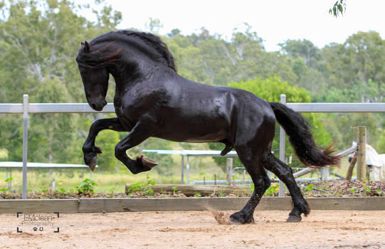 Friesian Stallion stock 8