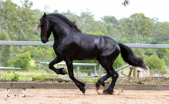 Friesian Stallion stock 6