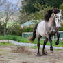Andalusian Stallion Stock