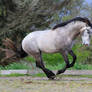 Andalusian Stallion Stock 2