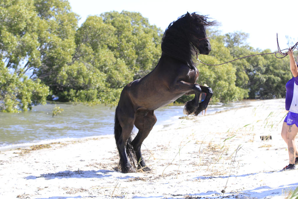Freisian Stallion rear stock by xxMysteryStockxx