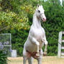 White appaloosa rear stock