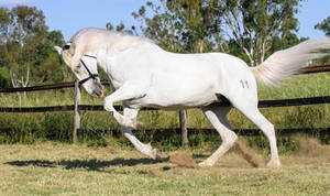 Andalusian Stock 1