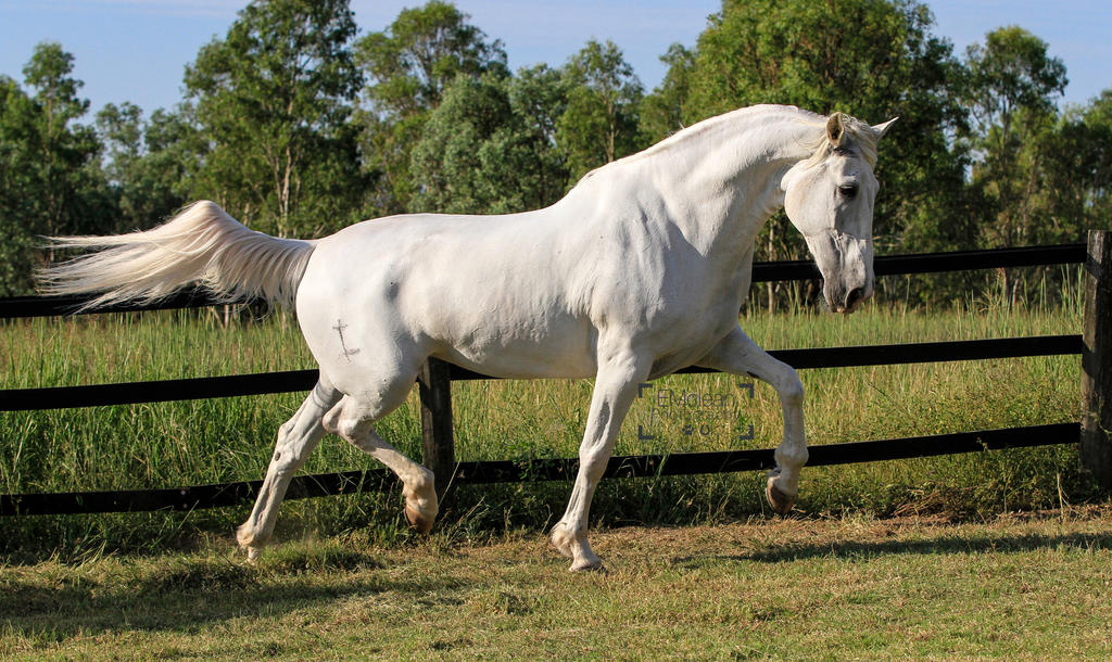 Andalusian Stock by xxMysteryStockxx Andalusian Stock by xxMysteryStockxx