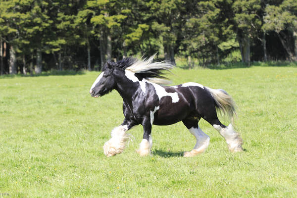 Gypsy cob Stock